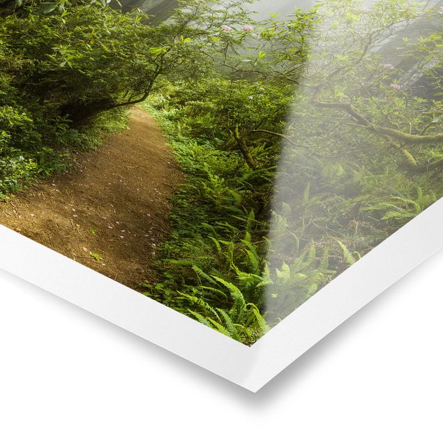 Poster nature paysage Chemin de forêt brumeux