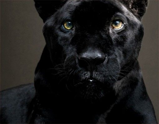 Film adhésif décoratif Puma noir
