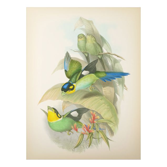 tableaux floraux Illustration Vintage Oiseaux Tropicaux