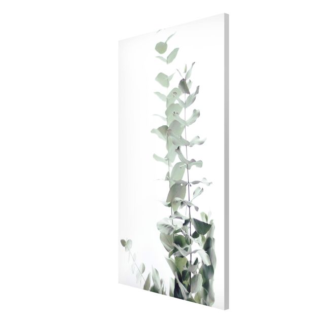 Tableaux modernes Eucalyptus dans la lumière blanche