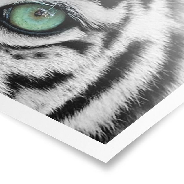 Tableaux animaux Tigre Blanc