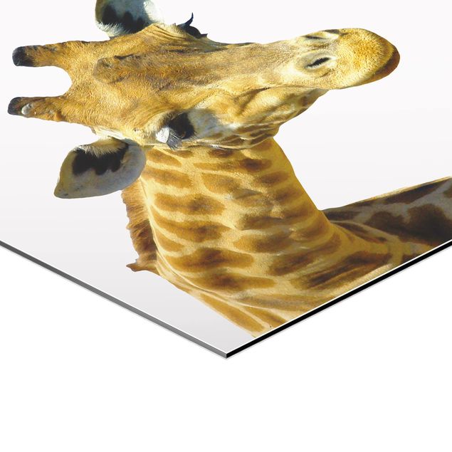Hexagone en alu Dibond - No.21 Prying Giraffe