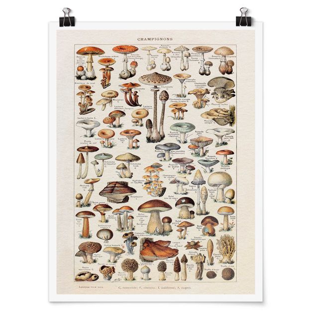 Posters retro Tableau Vintage champignons