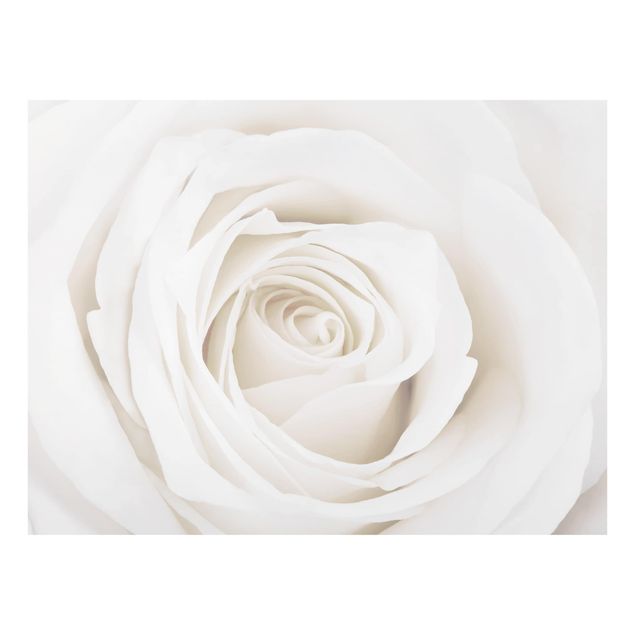 Fond de hotte - Pretty White Rose