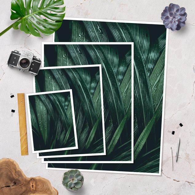 Poster fleurs - Green Palm Leaves