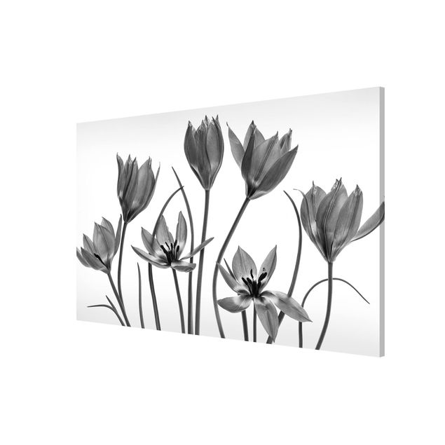 Tableau moderne Seven Tulips Black And White