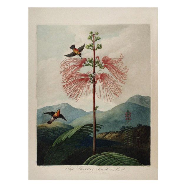 Tableaux magnétiques avec fleurs Illustration Botanique Vintage Fleur et Colibri