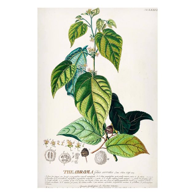 Tableaux magnétiques avec fleurs Illustration vintage botanique Cacao