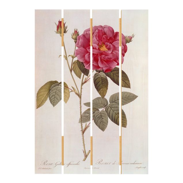 Tableau vintage bois Pierre Joseph Redoute - Rose d'apothicaire