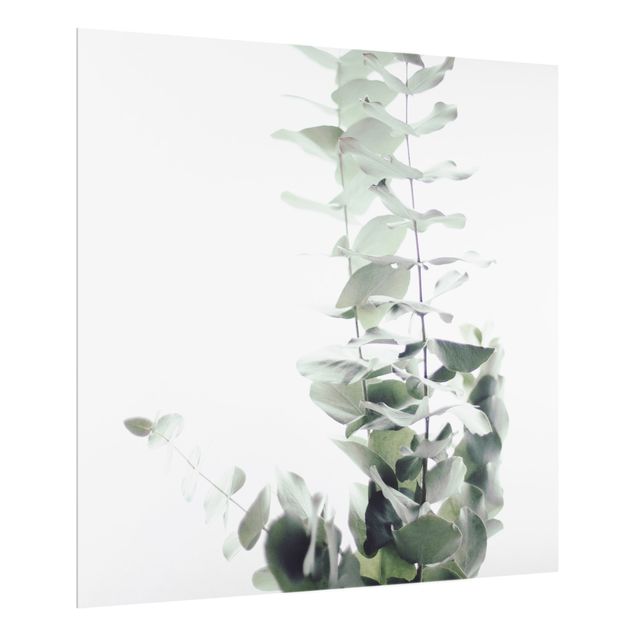 Fond de hotte verre Eucalyptus dans la lumière blanche