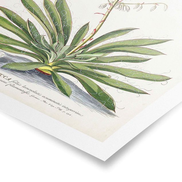 Tableaux vintage Illustration vintage Botanique Yucca