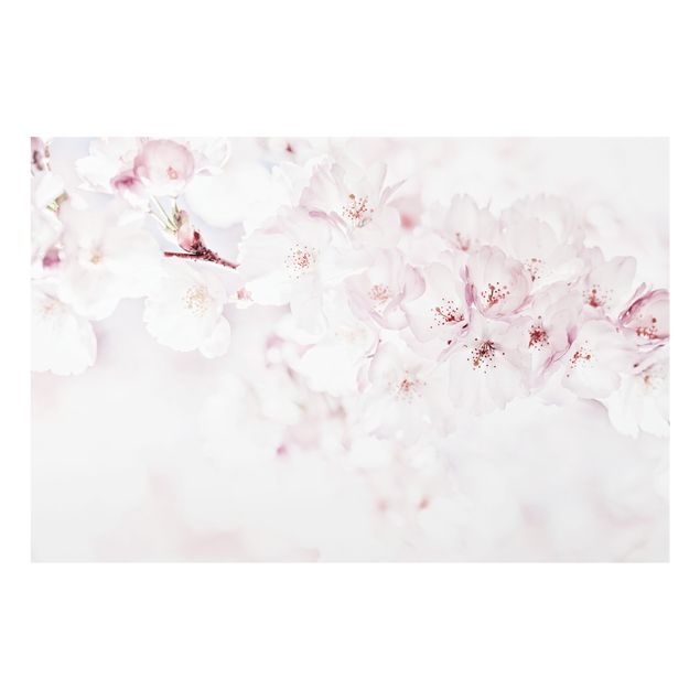 Fonds de hotte - A Touch Of Cherry Blossoms - Format paysage 3:2