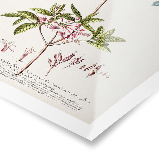 Tableaux Illustration botanique vintage Azalea