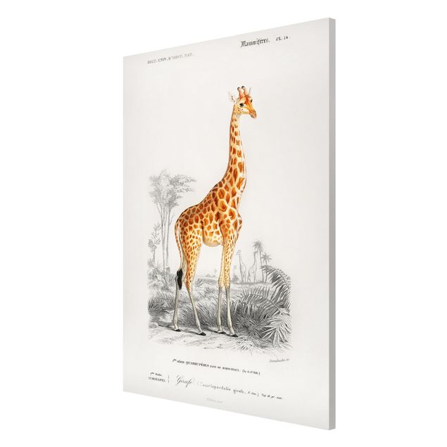 Tableau animaux Tableau Vintage Girafe