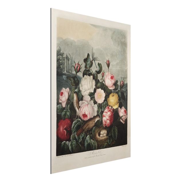 Déco mur cuisine Illustration botanique vintage Rose