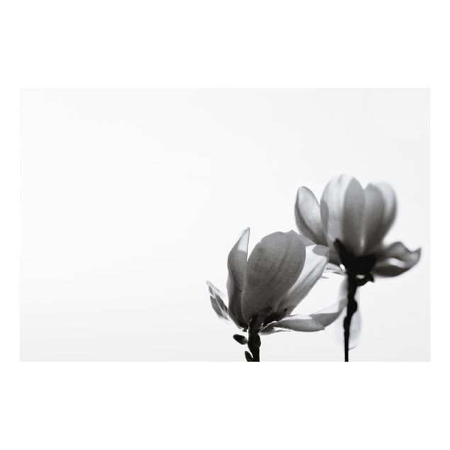 Fonds de hotte - Herald Of Spring Magnolia Black And White - Format paysage 3:2