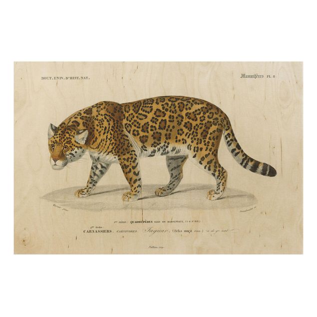 Tableau vintage bois Tableau Botanique Jaguar