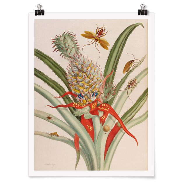 Tableau vintage Anna Maria Sibylla Merian - Ananas avec insectes