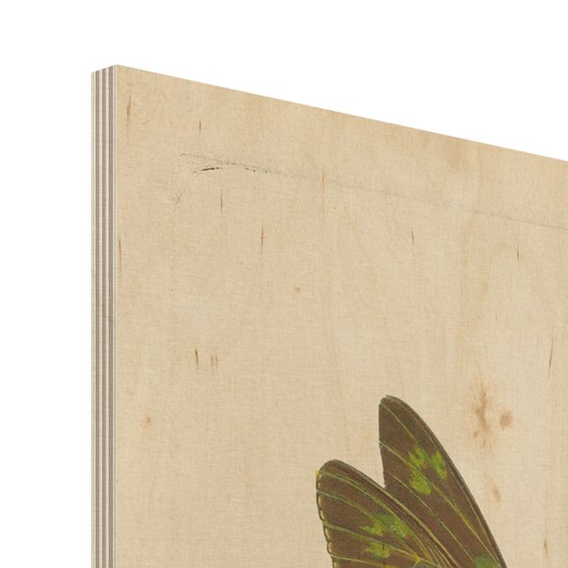 Impression sur bois - Vintage Illustration Exotic Butterflies
