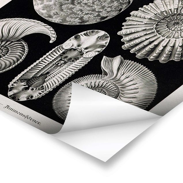 Posters Tableau Botanique Fossiles noir et blanc