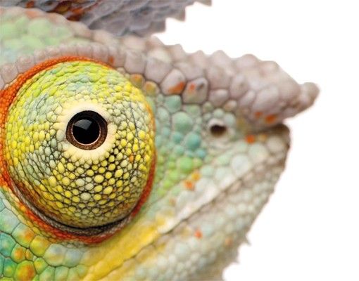 Boite aux lettres - Colourful Chameleons