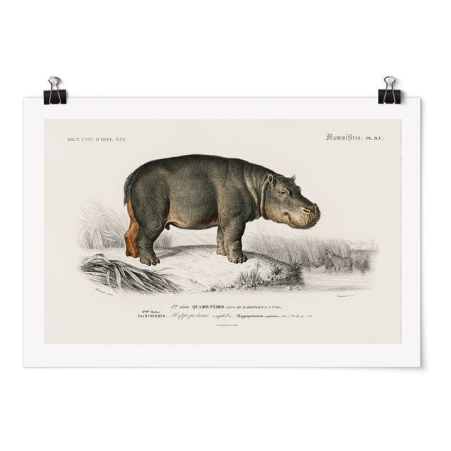 Tableau animaux Tableau Vintage hippopotame