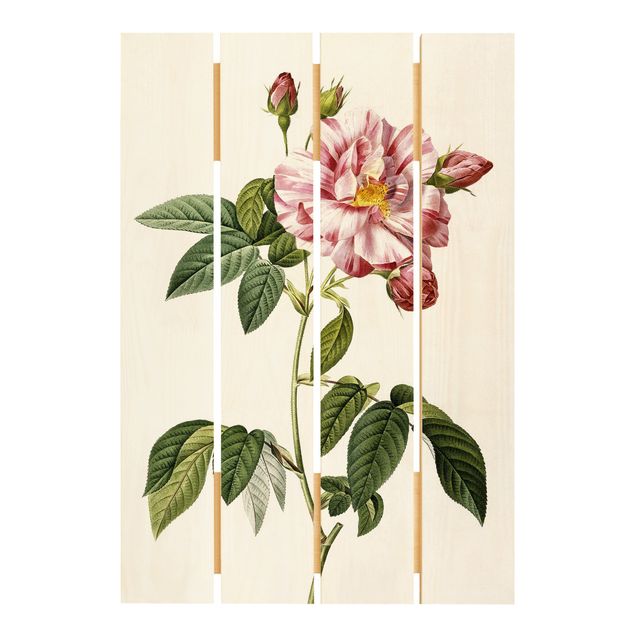Tableau vintage bois Pierre Joseph Redoute - Rose Gallica Rose