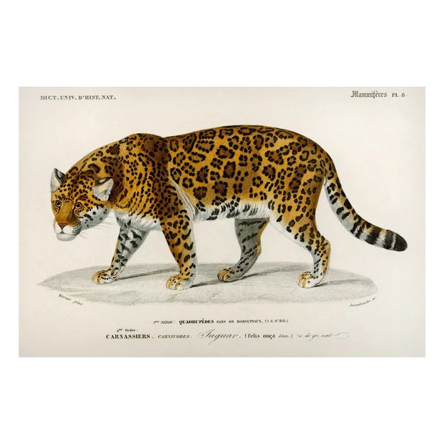 Tableau chats Tableau Botanique Jaguar