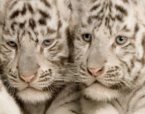 Boite aux lettres - Bengal Tiger Babys