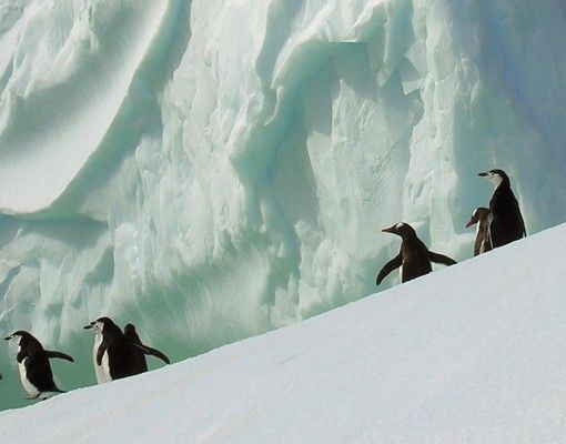 Boite aux lettres - Arctic Penguins