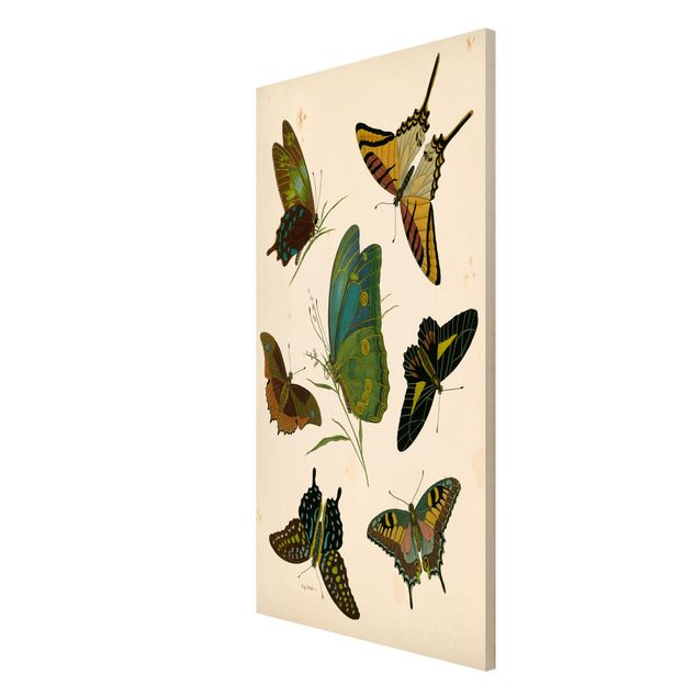 Tableaux animaux Illustration vintage Papillons Exotiques