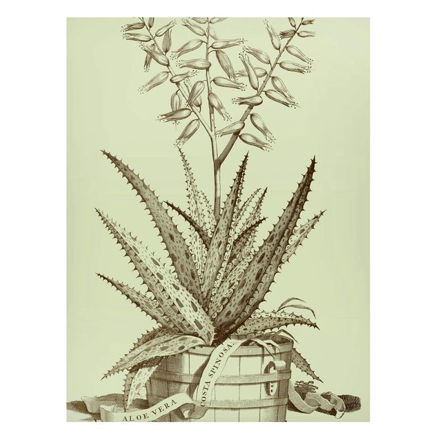 Tableaux magnétiques avec fleurs Vintage Aloe Vera Costa Spinosa