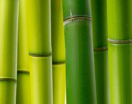 boite aux lettres moderne Plantes de bambou
