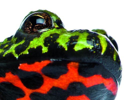 Boite aux lettres - Fire-bellied Toad