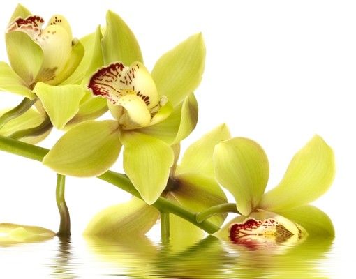 Boîte aux lettres originale Eaux élégantes d'orchidées