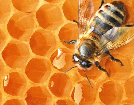 Boite aux lettres - Honey Bee