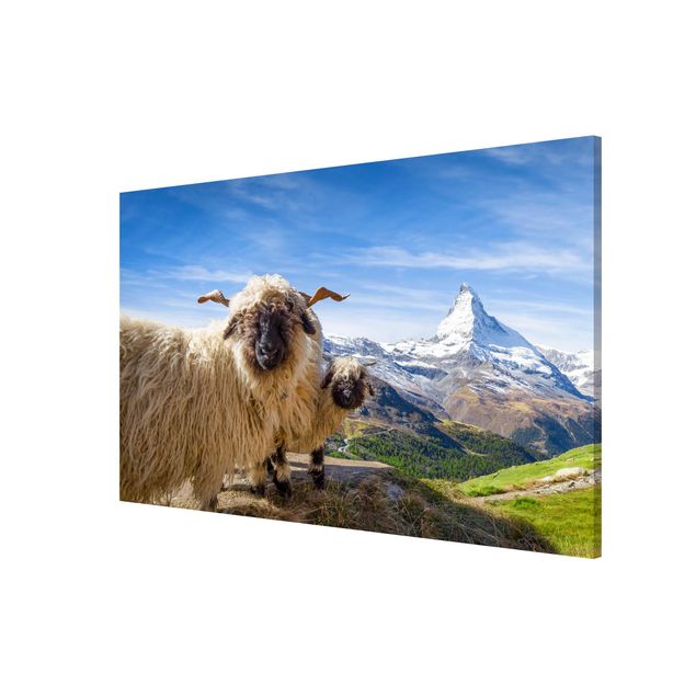 Tableaux montagnes Moutons à nez noir de Zermatt