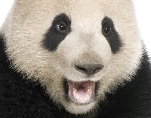 Boite aux lettres - Laughing Panda