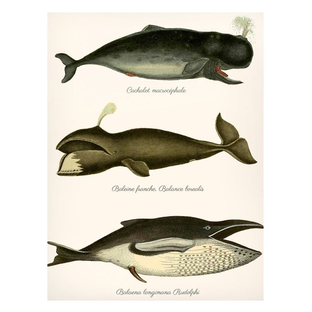 Tableaux poissons Trois baleines vintage