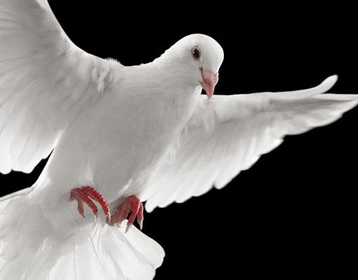 Boite aux lettres - Dove Of Peace