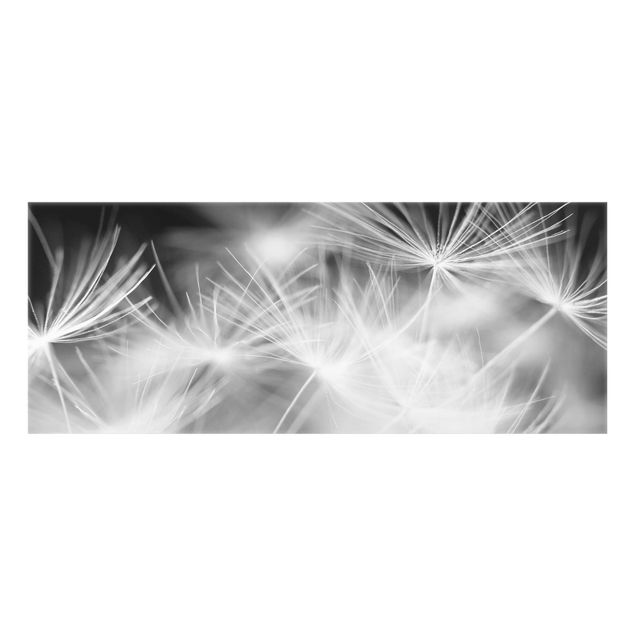 Fond de hotte - Moving Dandelions Close Up On Black Background
