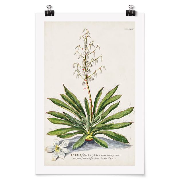 Tableaux nature Illustration vintage Botanique Yucca