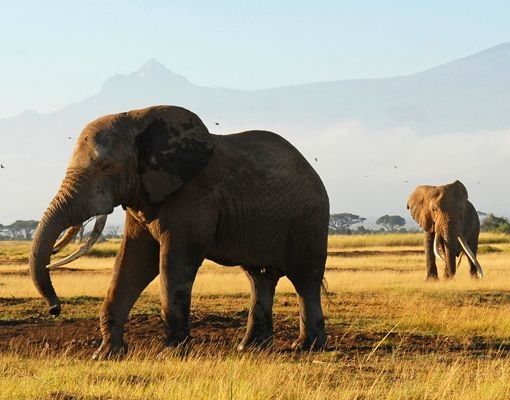 Boite aux lettres - Elephants In Front Of The Kilimanjaro In Kenya