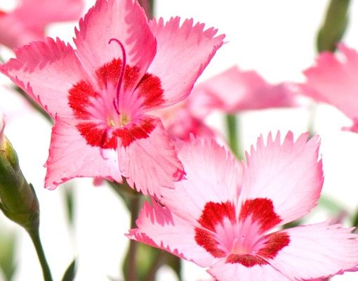 Boite aux lettres - Pink Flowers