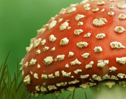 Boite aux lettres - Fly Agaric
