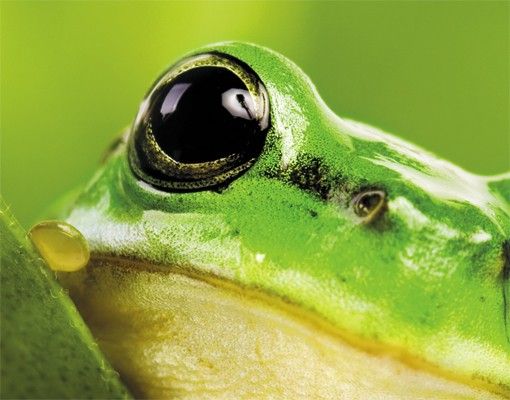 Boite aux lettres - Frog