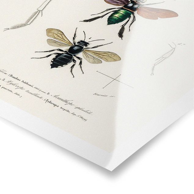 Tableau décoration Tableau Vintage Insectes