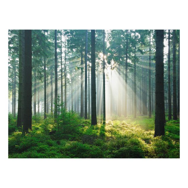 Fond de hotte - Enlightened Forest