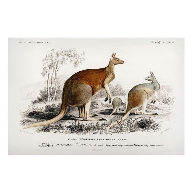 Tableaux Australie Tableau Botanique Kangourou