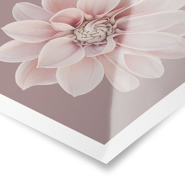 Tableau décoration Fleur Dahlia Lavande Blanc Rose